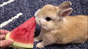 最近热门事件合集吃瓜兔