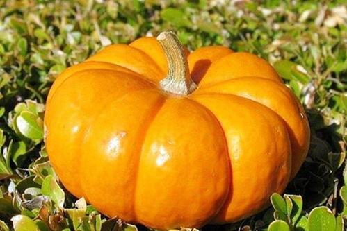 黑料社 热门大瓜每日必吃大瓜,热门大瓜每日必吃，揭秘娱乐圈幕后真相